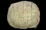 Fossil Tortoise (Testudo) - South Dakota #129248-1
